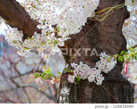 First spring flowers - sakura cherry blossom in Wien 126638090