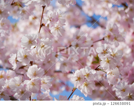 First spring flowers - sakura cherry blossom in Wien First spring flowers - sakura cherry blossom in Wien 126638091