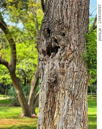 Duck nest in a hollow tree in Maria Luisa Park in Sevilla 126638097