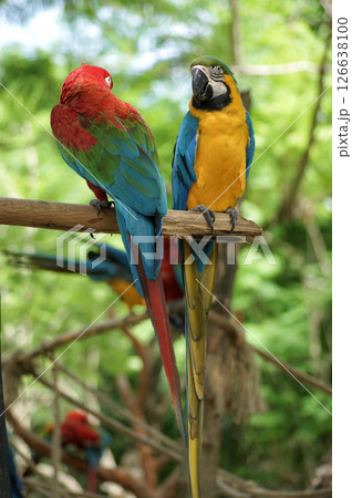 Two macaw parrots siting on a tree branch and looking at each other in Manati Park, Bavaro-Punta Cana, Republica Dominicana Two macaw parrots siting on a tree branch and looking at each other in Manati Park, Bavaro-Punta Cana, Republica Dominicana 126638100