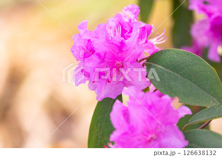春に花咲くムラサキツツジ 126638132