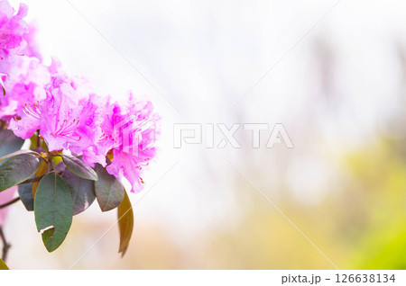 春に花咲くムラサキツツジ 春に花咲くムラサキツツジ 126638134