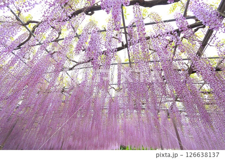 あしかがフラワーパーク 藤の花 あしかがフラワーパーク 藤の花 126638137