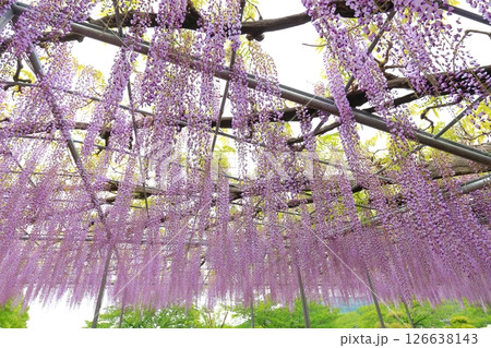 あしかがフラワーパーク　藤の花 126638143