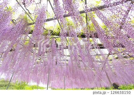 あしかがフラワーパーク　藤の花 126638150