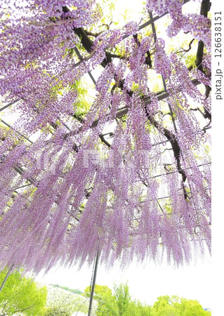 あしかがフラワーパーク 藤の花 あしかがフラワーパーク 藤の花 126638151