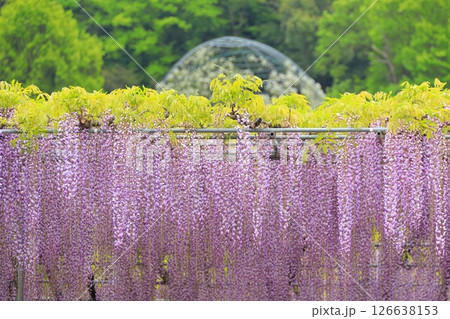 あしかがフラワーパーク 藤の花 あしかがフラワーパーク 藤の花 126638153