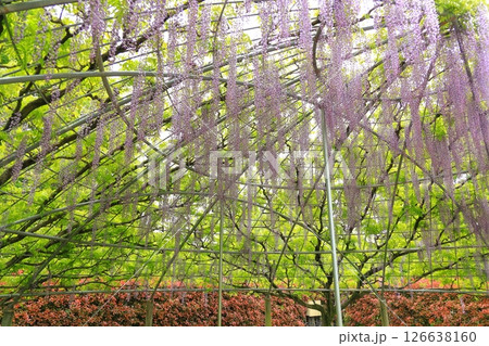 あしかがフラワーパーク 藤の花 あしかがフラワーパーク 藤の花 126638160