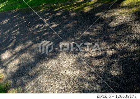 木漏れ日が差す道 126638175