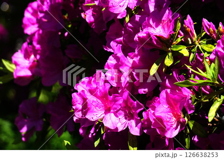 オオムラサキ ツツジ オオムラサキ ツツジ 126638253