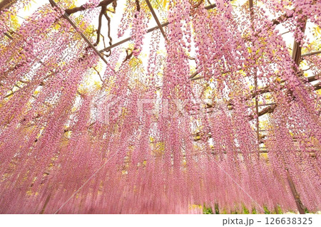 あしかがフラワーパーク　藤の花 126638325