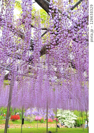 あしかがフラワーパーク　藤の花 126638329