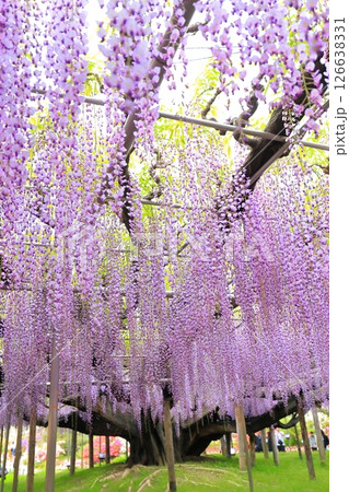 あしかがフラワーパーク　藤の花 126638331