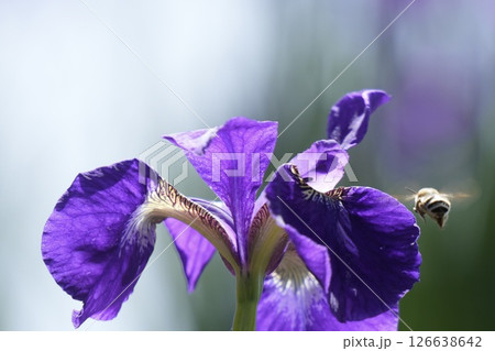 美しいアヤメの花 周りでブンブン飛ぶ蜂 初夏 美しいアヤメの花 周りでブンブン飛ぶ蜂 初夏 126638642
