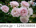 藤色のバラ　ニューウェーブ 126638808