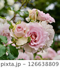 藤色のバラ　ニューウェーブ 126638809
