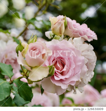 藤色のバラ　ニューウェーブ 126638809