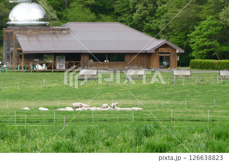 岩手県小岩井農場の牧場園にあるまきばの天文館と羊たち 126638823