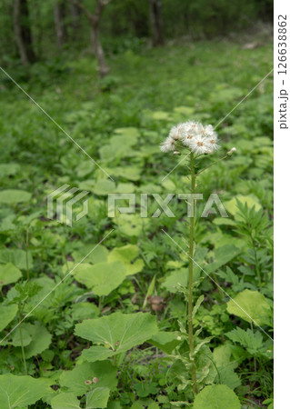 種の綿毛が付いたフキの全体／長野県・5月 126638862