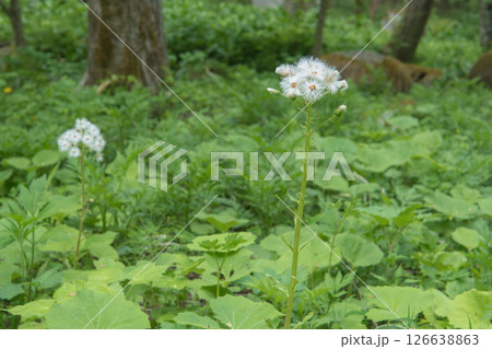 種の綿毛が付いたフキと葉が群生する風景／長野県・5月 126638863