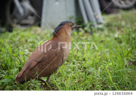鳥綱 野生動物 野獣 126638864