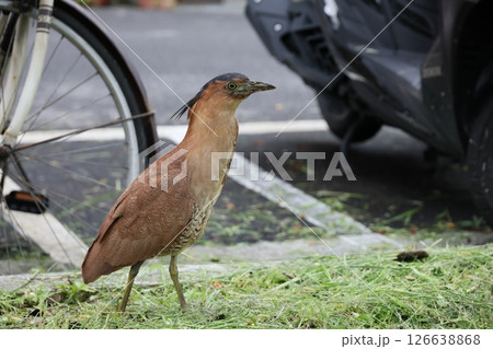 鳥綱 野生動物 野獣 126638868