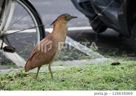 鳥綱 野生動物 野獣 126638869