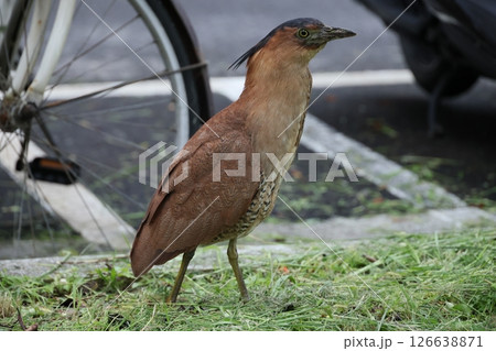 鳥綱 野生動物 野獣 126638871