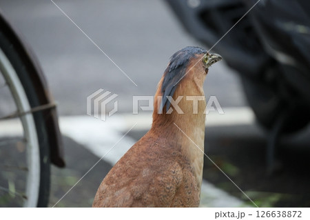 鳥綱 野生動物 野獣 126638872