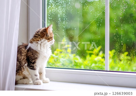 雨に濡れた窓の外を見つめる子猫 126639003