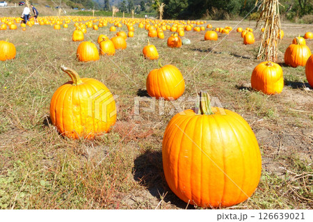 ハロウィンに向け並べられたカボチャ 126639021