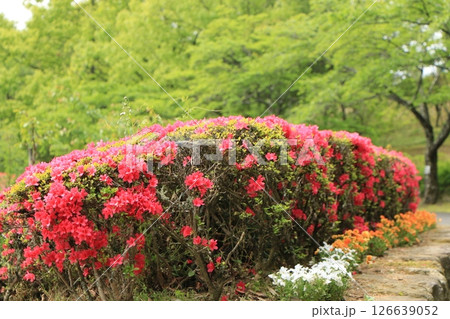 満開の赤いツツジの花 126639052