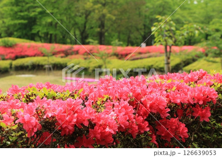 満開の赤いツツジの花 126639053