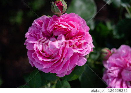 Beautiful pink roses blooming in a garden during springtime, showcasing rich colors and delicate petals 126639283