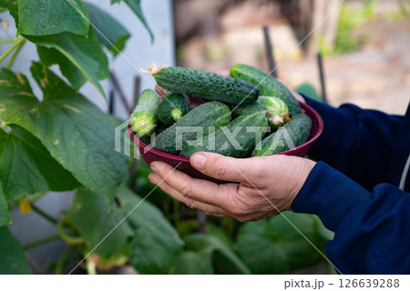 Freshly harvested cucumbers in a bowl being held by a gardener in a home garden during summer 126639288