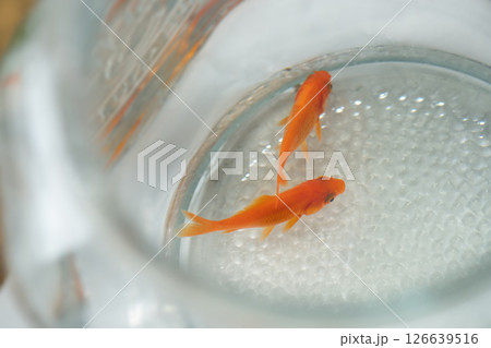 金魚鉢で泳ぐ金魚のイメージ (写真素材) 金魚鉢で泳ぐ金魚のイメージ (写真素材) 126639516