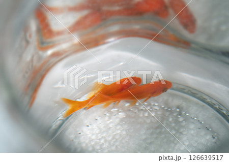 金魚鉢で泳ぐ金魚のイメージ (写真素材) 金魚鉢で泳ぐ金魚のイメージ (写真素材) 126639517