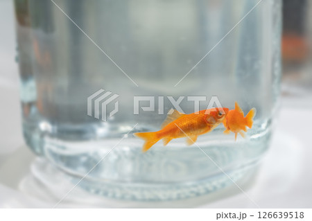 金魚鉢で泳ぐ金魚のイメージ (写真素材) 金魚鉢で泳ぐ金魚のイメージ (写真素材) 126639518