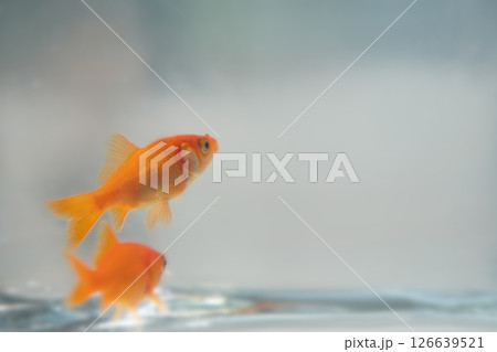 金魚鉢で泳ぐ金魚のイメージ　(写真素材) 126639521