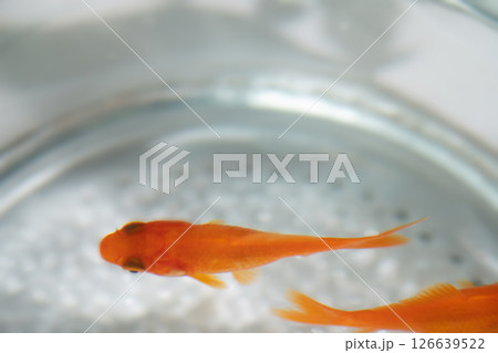 金魚鉢で泳ぐ金魚のイメージ　(写真素材) 126639522