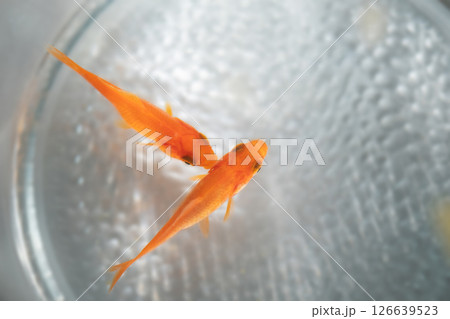 金魚鉢で泳ぐ金魚のイメージ (写真素材) 金魚鉢で泳ぐ金魚のイメージ (写真素材) 126639523