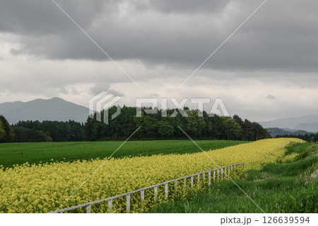 岩手県小岩井農場の色鮮やかな菜の花ロード　宮沢賢治が愛した小岩井農場の菜の花ロード 126639594