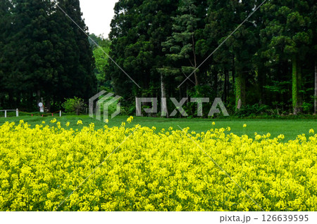 岩手県小岩井農場の色鮮やかな菜の花ロード　宮沢賢治が愛した小岩井農場の菜の花ロード 126639595