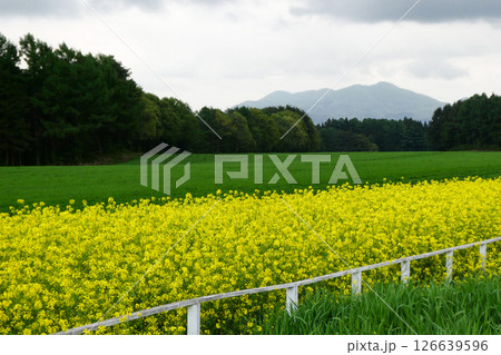 岩手県小岩井農場の色鮮やかな菜の花ロード　宮沢賢治が愛した小岩井農場の菜の花ロード 126639596