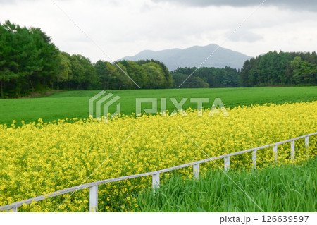 岩手県小岩井農場の色鮮やかな菜の花ロード　宮沢賢治が愛した小岩井農場の菜の花ロード 126639597