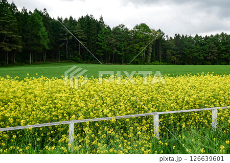 岩手県小岩井農場の色鮮やかな菜の花ロード　宮沢賢治が愛した小岩井農場の菜の花ロード 126639601