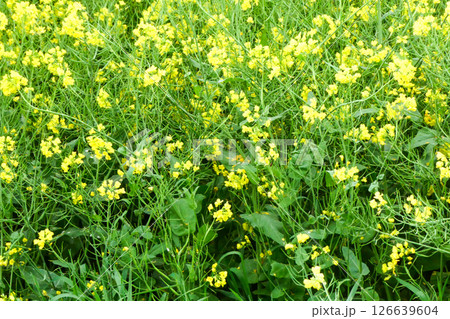 岩手県小岩井農場の色鮮やかな菜の花ロード　宮沢賢治が愛した小岩井農場の菜の花ロード 126639604