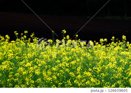 岩手県小岩井農場の色鮮やかな菜の花ロード 宮沢賢治が愛した小岩井農場の菜の花ロード 岩手県小岩井農場の色鮮やかな菜の花ロード 宮沢賢治が愛した小岩井農場の菜の花ロード 126639605