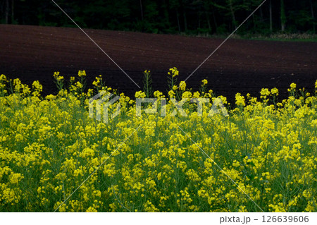 岩手県小岩井農場の色鮮やかな菜の花ロード　宮沢賢治が愛した小岩井農場の菜の花ロード 126639606