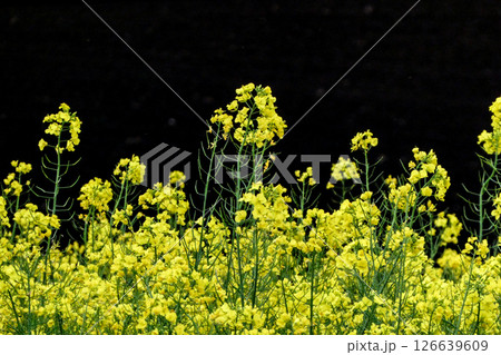 岩手県小岩井農場の色鮮やかな菜の花ロード 宮沢賢治が愛した小岩井農場の菜の花ロード 岩手県小岩井農場の色鮮やかな菜の花ロード 宮沢賢治が愛した小岩井農場の菜の花ロード 126639609